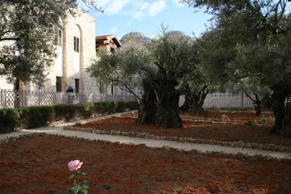 Garden of Gethsemane