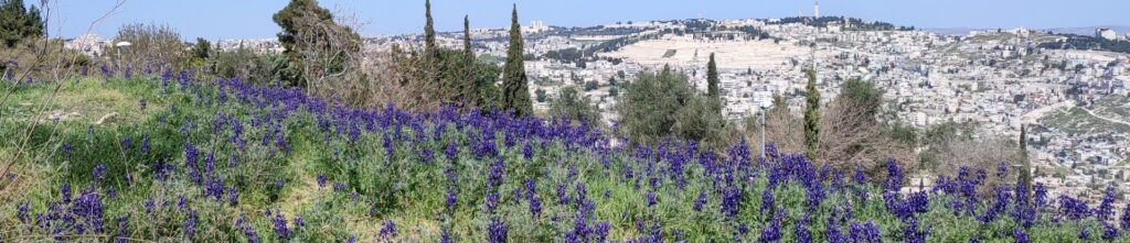Turmus: Israel’s Beautiful Lupine Flowers