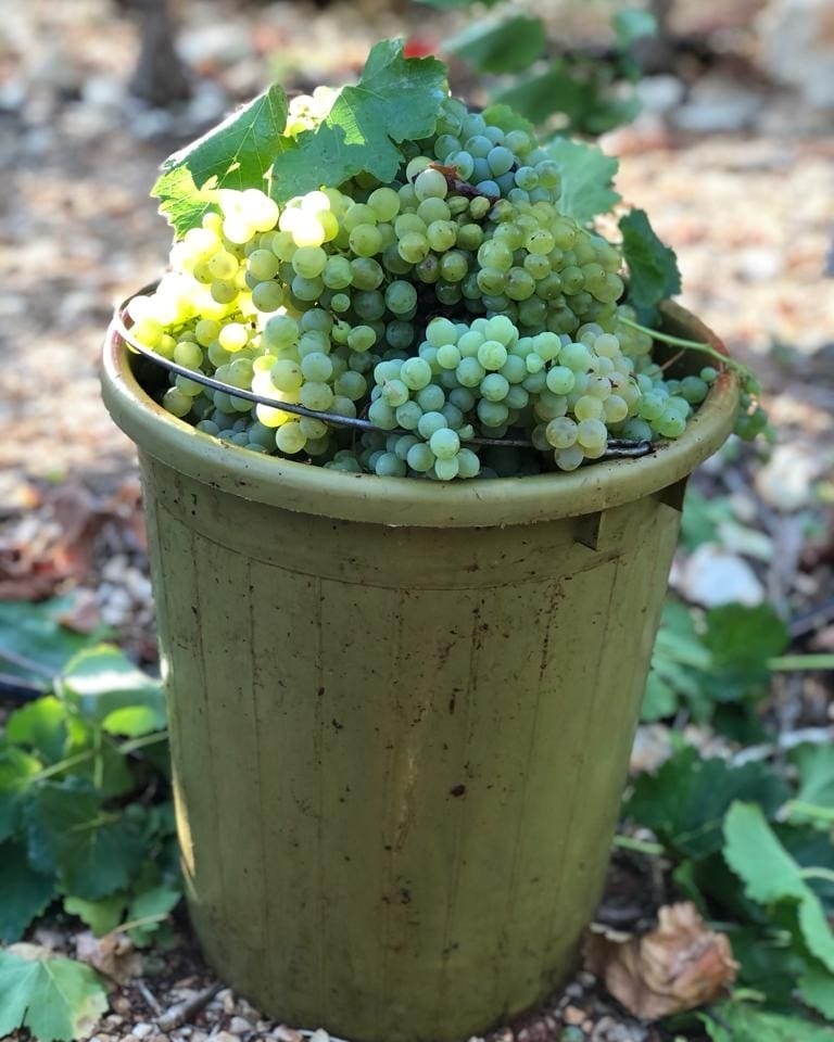 Amphorae Winery