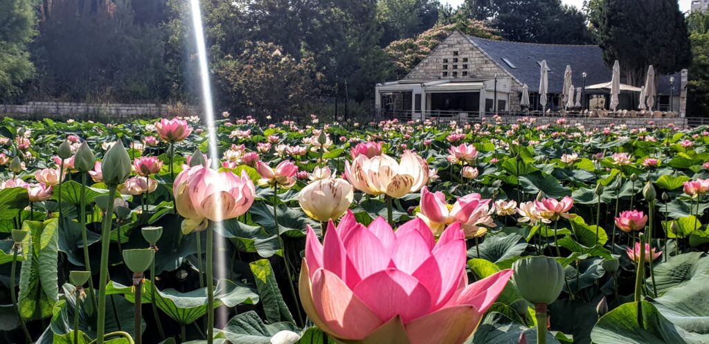 Jerusalem Botanical Gardens