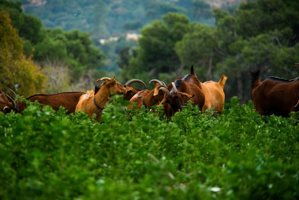 Horesh Goat Cheese