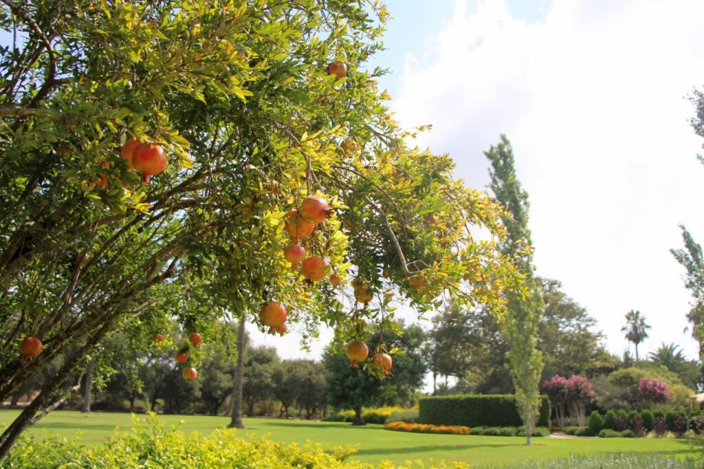 Ramat HaNadiv
