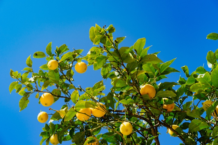 Tu BiShvat