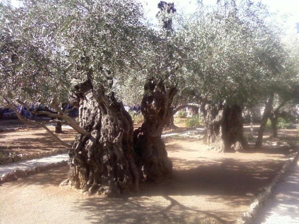 Garden of Gethsemane