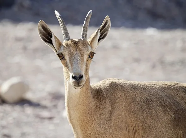 Eilat